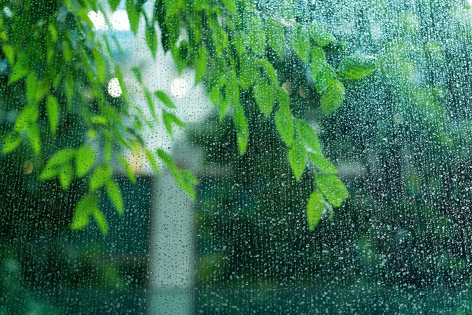 雨と植物